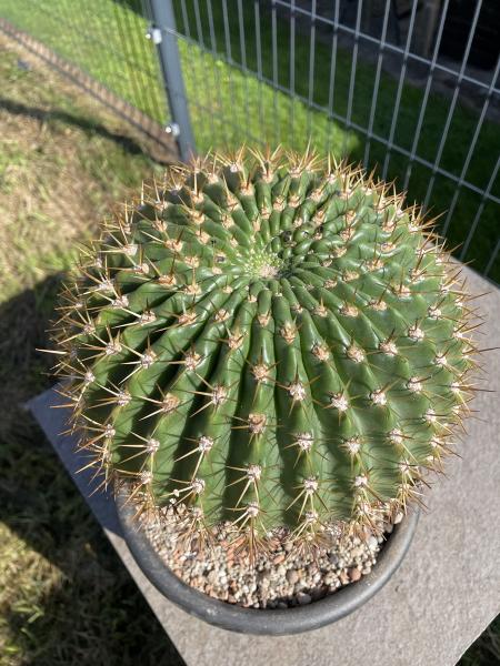 Soehrensia bruchii